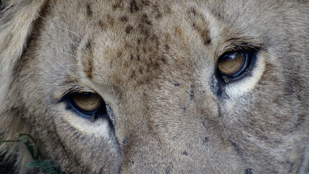 Read more about the article SERENGETI LIONS