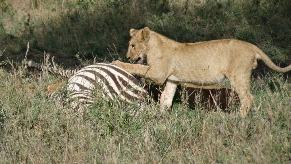 Read more about the article CARCASS