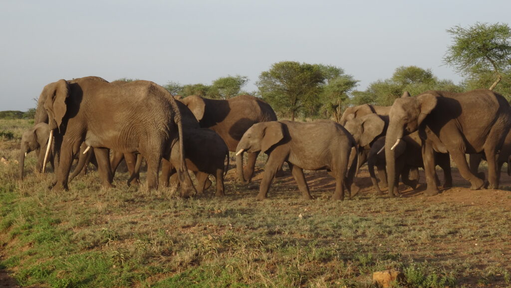 Read more about the article HUMAN WILDLIFE CONFLICT