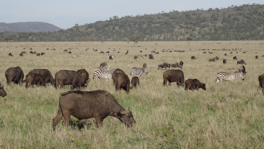 Read more about the article BIODIVERSITY PATTERNS