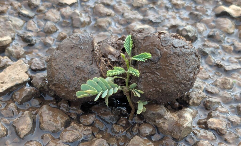 Read more about the article PROSOPIS