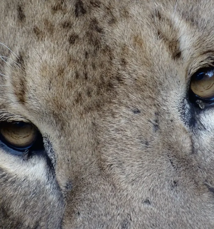 Human-wildlife conflict